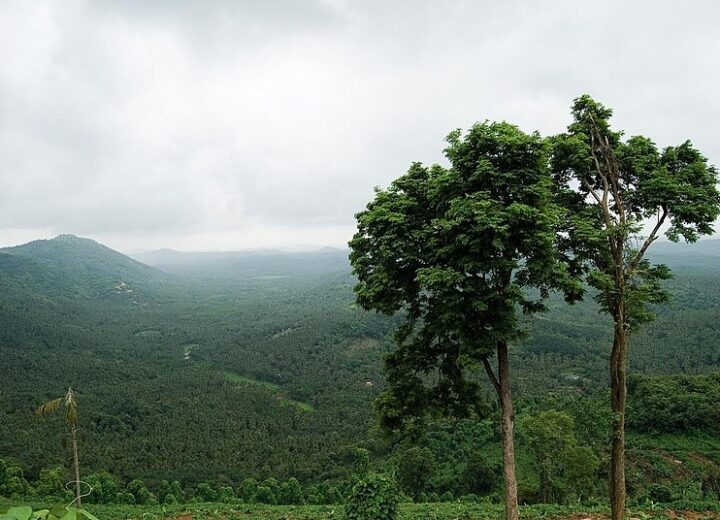 Mini Ootty – Cheruppadi Mala, Arimbra: A Hidden Gem in Kerala