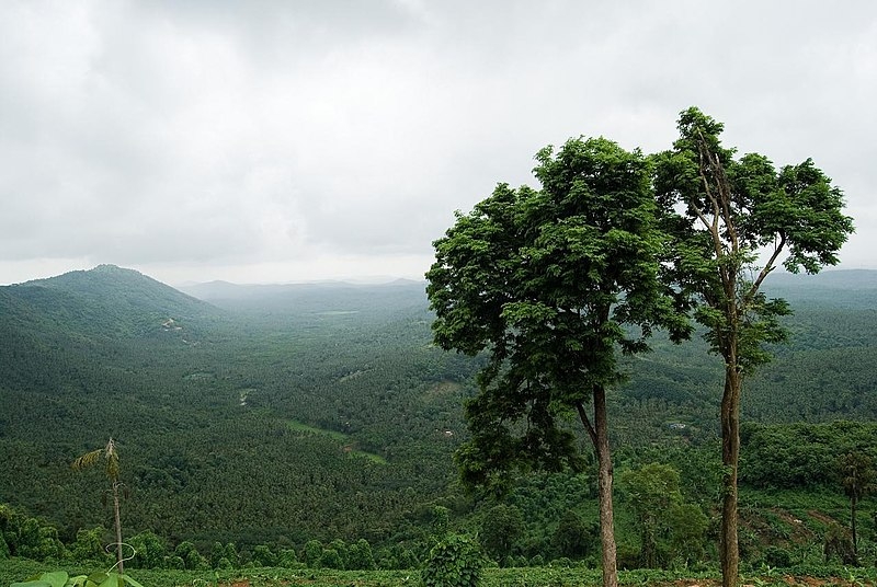 Mini Ootty – Cheruppadi Mala, Arimbra: A Hidden Gem in Kerala